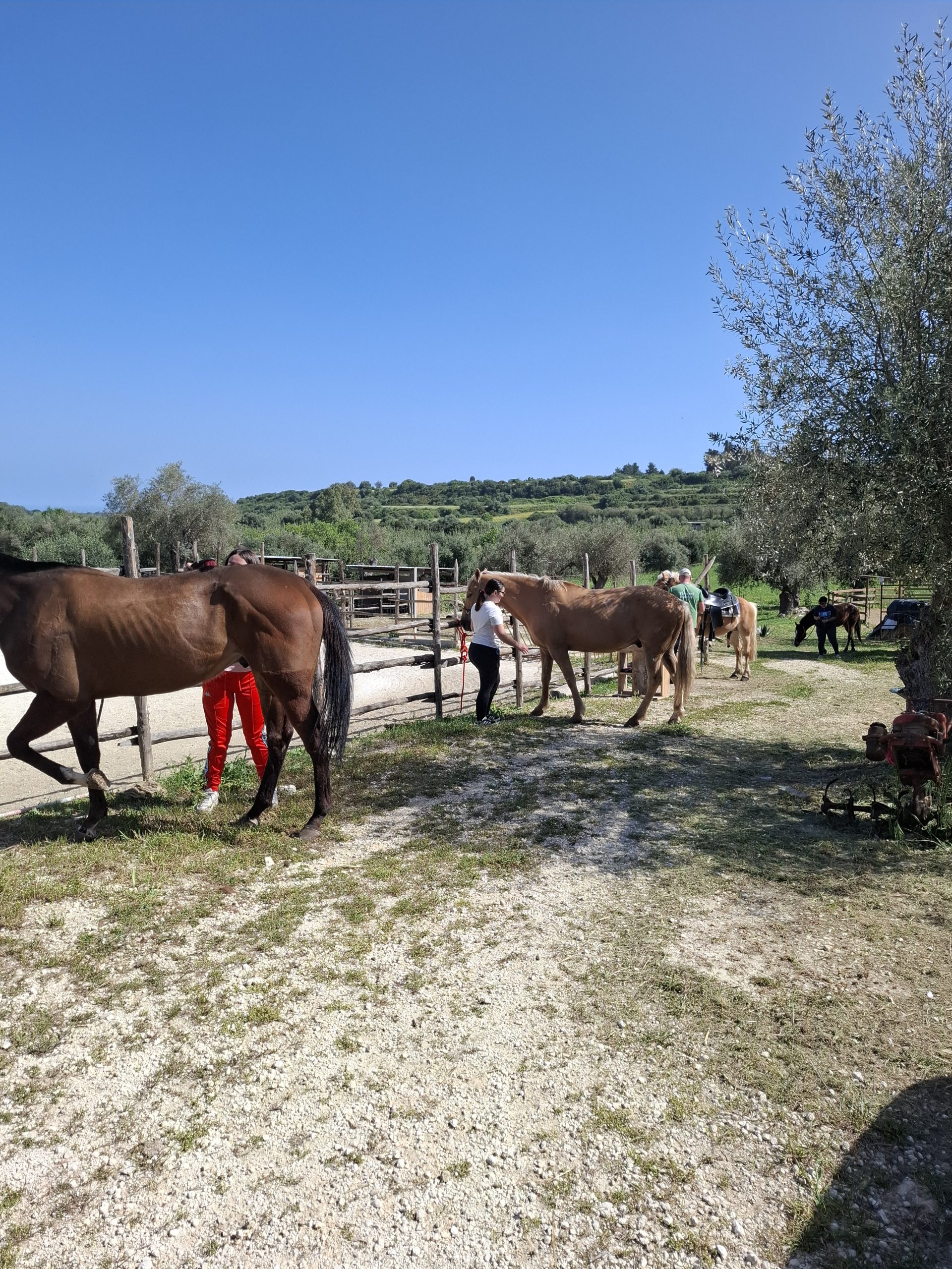 Lezioni di equitazione americana a Siracusa